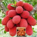 Red Jackfruit Grafting Plant (Pack Of 1)