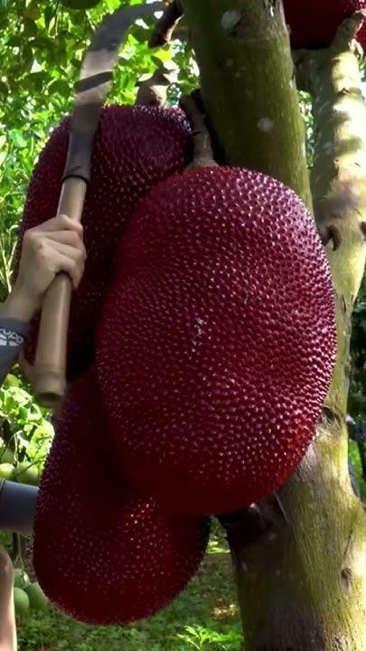 Red Jackfruit Grafting Plant (Pack Of 1)