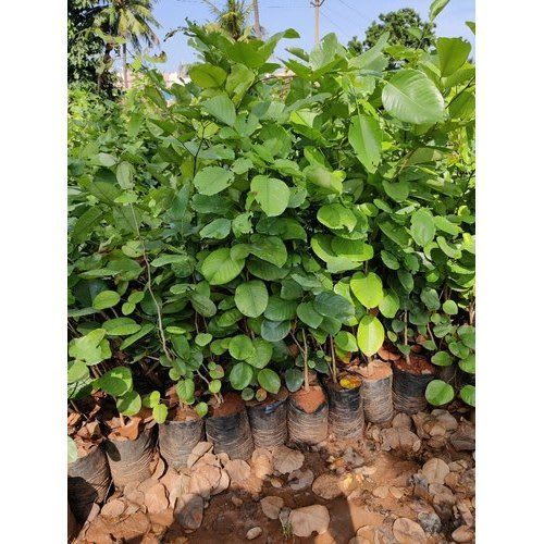 Red Rare  Sandalwood Plant | Lal Chandan Plant (Pack Of 1)
