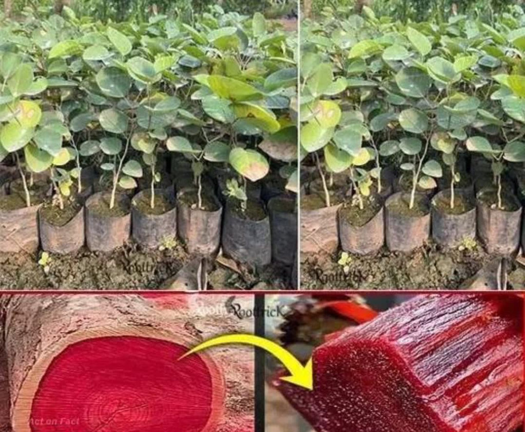 Red Rare  Sandalwood Plant | Lal Chandan Plant (Pack Of 1)