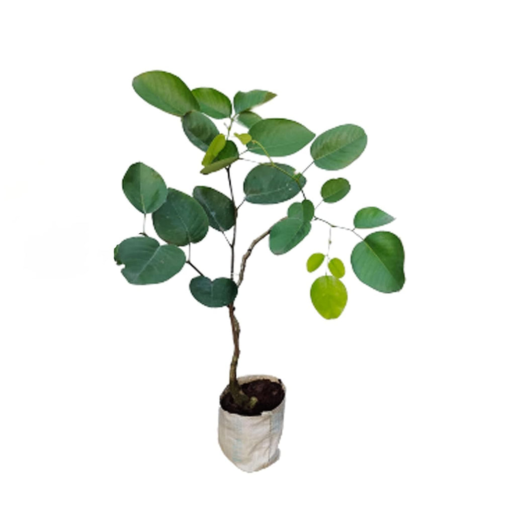 Red Sandalwood Plant (1.5-3 Feet Height Pack Of 1)