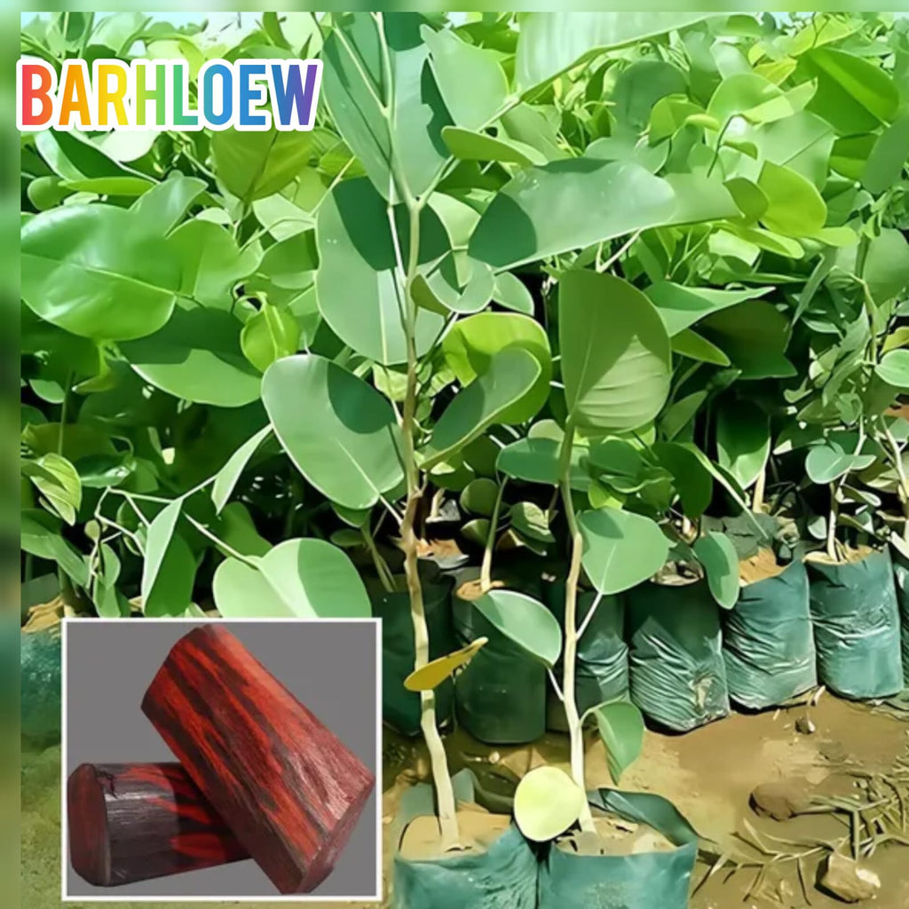 Red Sandalwood Plant (1.5-3 Feet Height Pack Of 1)
