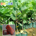 Red Sandalwood Plant (1.5-3 Feet Height Pack Of 1)