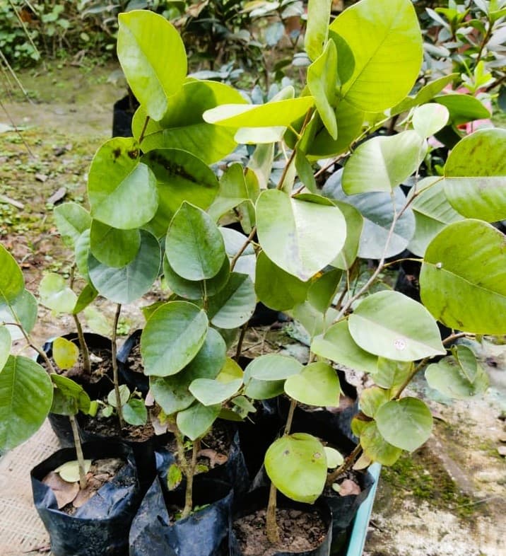 Red Sandalwood Plant (1.5-3 Feet Height Pack Of 1)