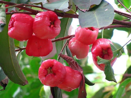 Red Water Apple Plant (Pack Of 1)