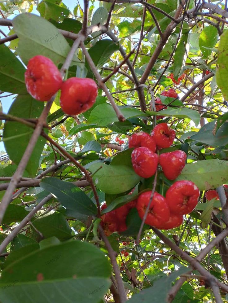 Red Water Apple Plant (Pack Of 1)