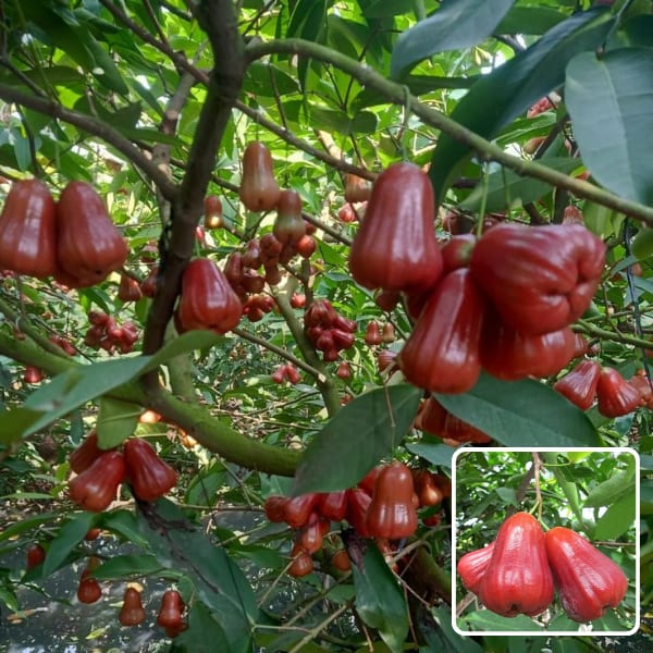 Red Water Apple Plant (Pack Of 1)