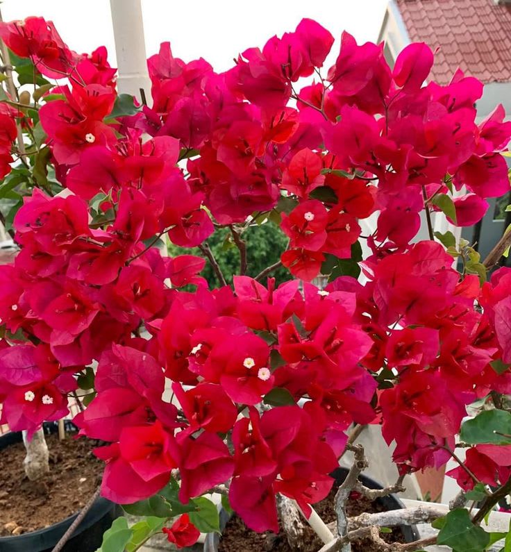 Red Wonder Bougainvillea Plant  (Pack Of 1)