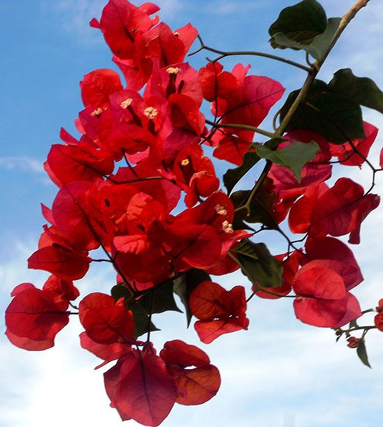Red Wonder Bougainvillea Plant  (Pack Of 1)