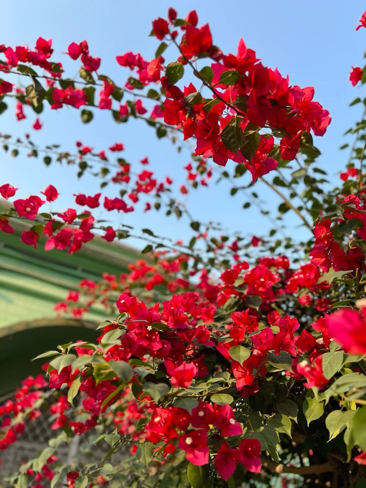 Red Wonder Bougainvillea Plant  (Pack Of 1)