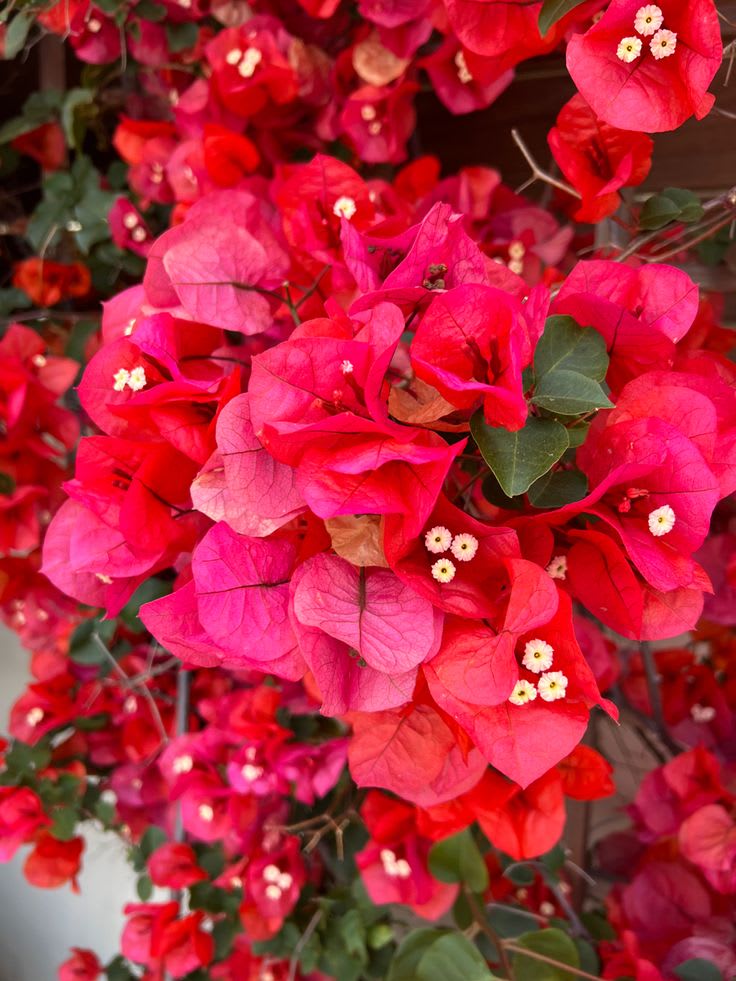 Red Wonder Bougainvillea Plant  (Pack Of 1)