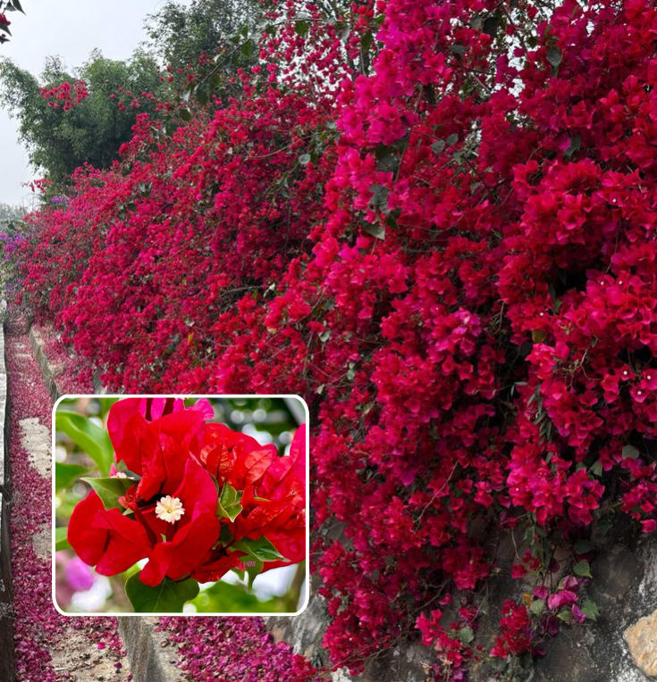 Red Wonder Bougainvillea Plant  (Pack Of 1)