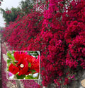 Red Wonder Bougainvillea Plant  (Pack Of 1)