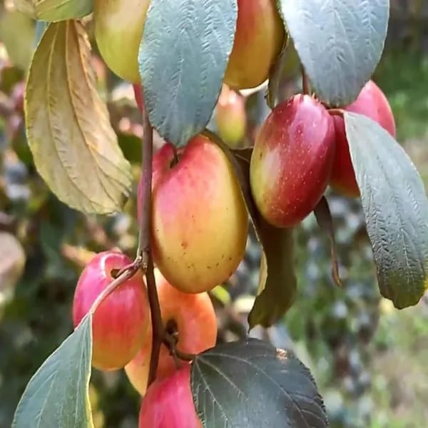 All Time Hybrid Miss India Apple Ber Grafting Fruit Plant (Pack Of 1)