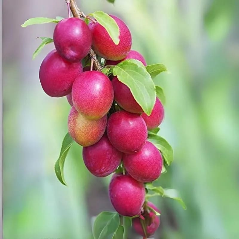 All Time Hybrid Miss India Apple Ber Grafting Fruit Plant (Pack Of 1)