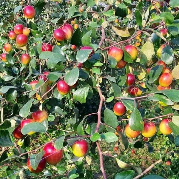 All Time Hybrid Miss India Apple Ber Grafting Fruit Plant (Pack Of 1)
