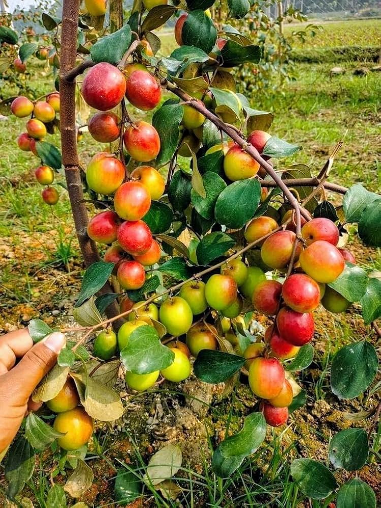 All Time Hybrid Miss India Apple Ber Grafting Fruit Plant (Pack Of 1)