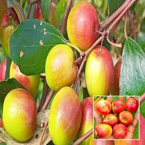 All Time Hybrid Miss India Apple Ber Grafting Fruit Plant (Pack Of 1)