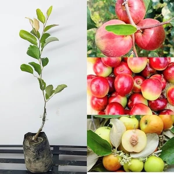 All Time Hybrid Miss India Apple Ber Grafting Fruit Plant (Pack Of 1)