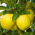 Hybrid Golden Grafting 🍎🍎🍎 Apple Plant (Pack Of-1)