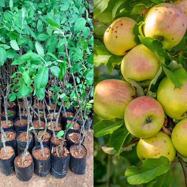 Hybrid Golden Grafting 🍎🍎🍎 Apple Plant (Pack Of-1)