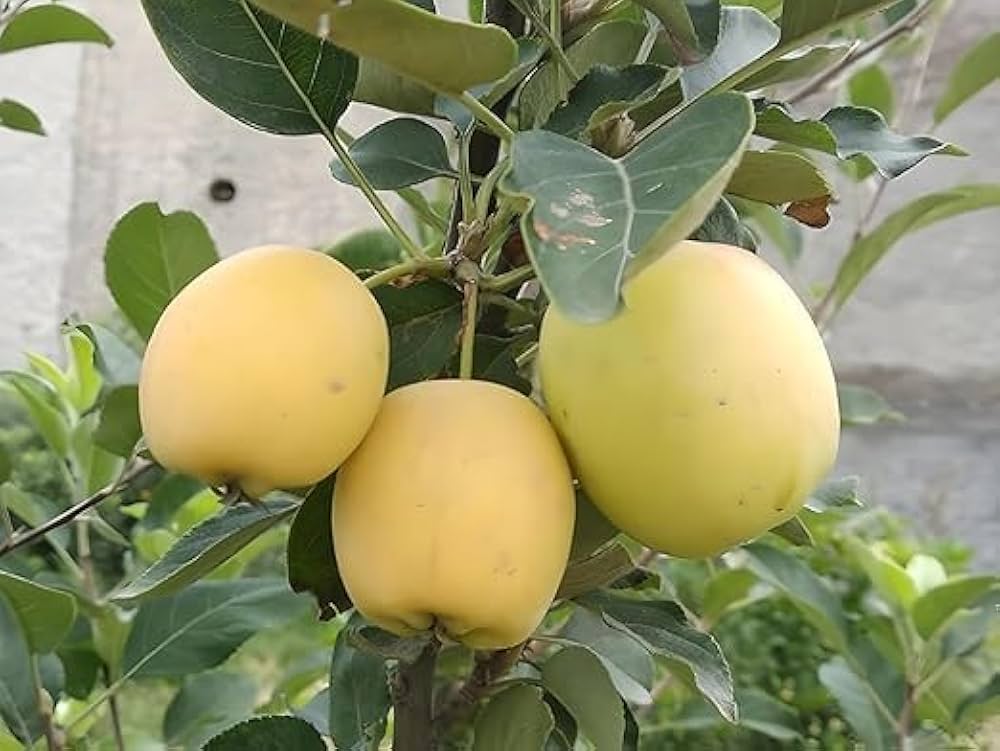 Hybrid Golden Grafting 🍎🍎🍎 Apple Plant (Pack Of-1)