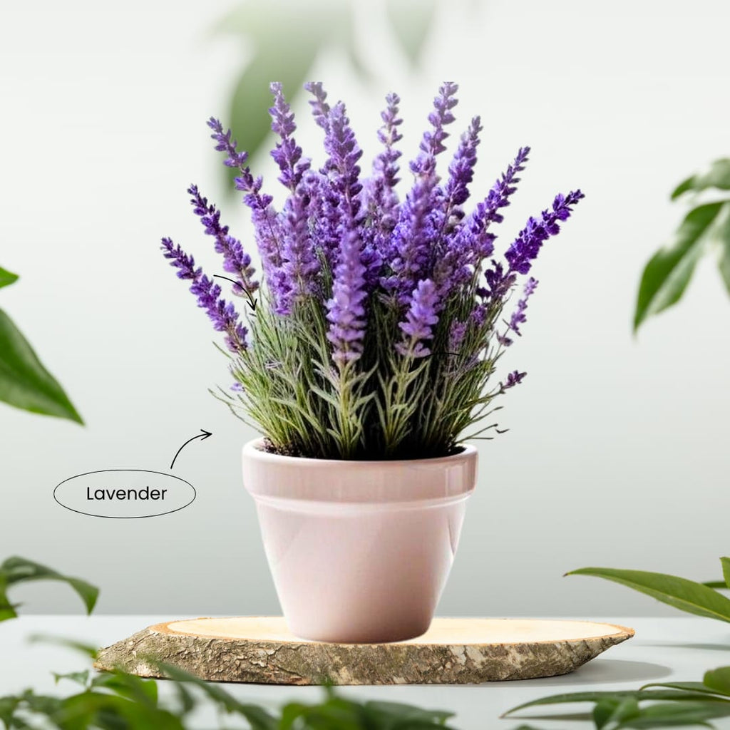 Royal Mist Lavender (Pack Of 1)