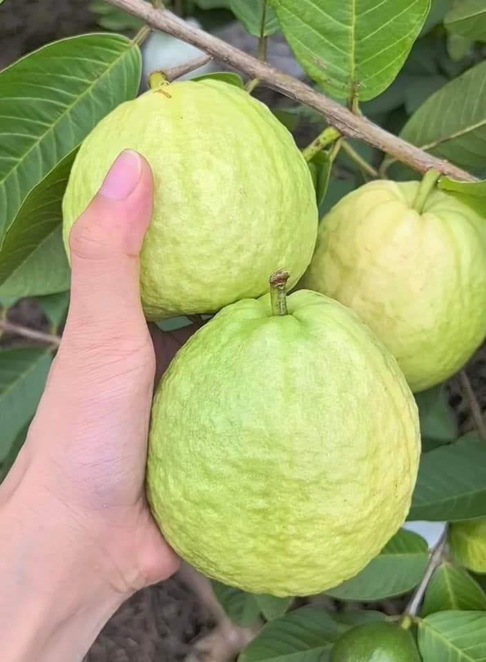 Hybrid Vnr Guava Fruit Plant (Pack Of-1 )