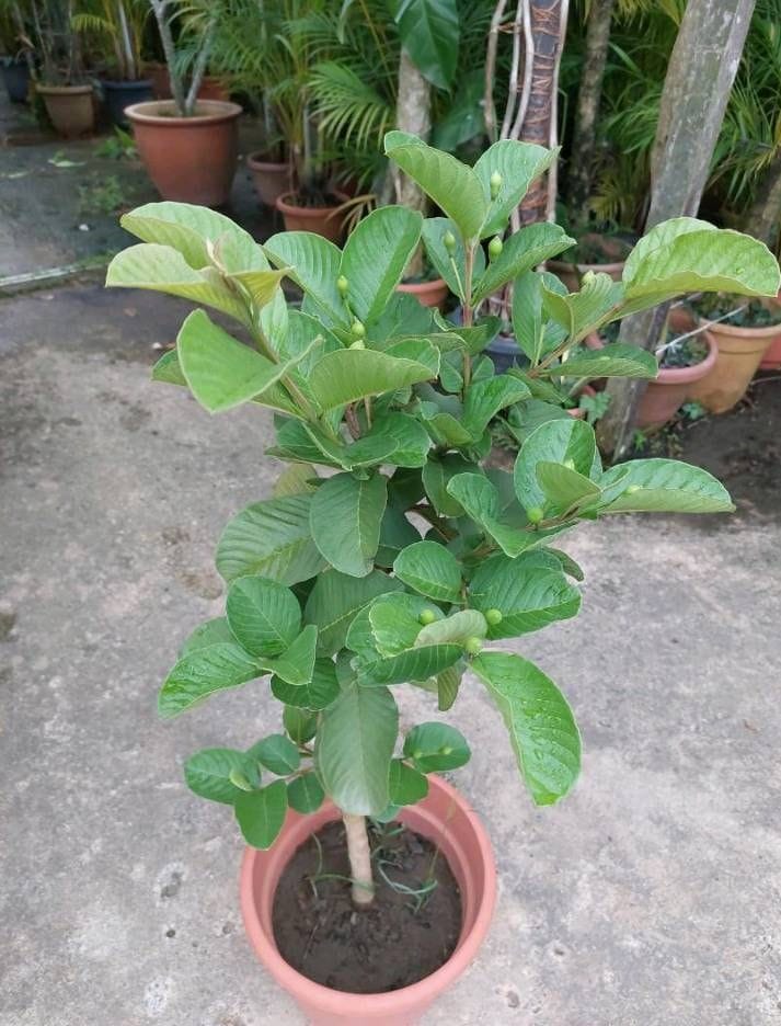 Hybrid Vnr Guava Fruit Plant (Pack Of-1 )