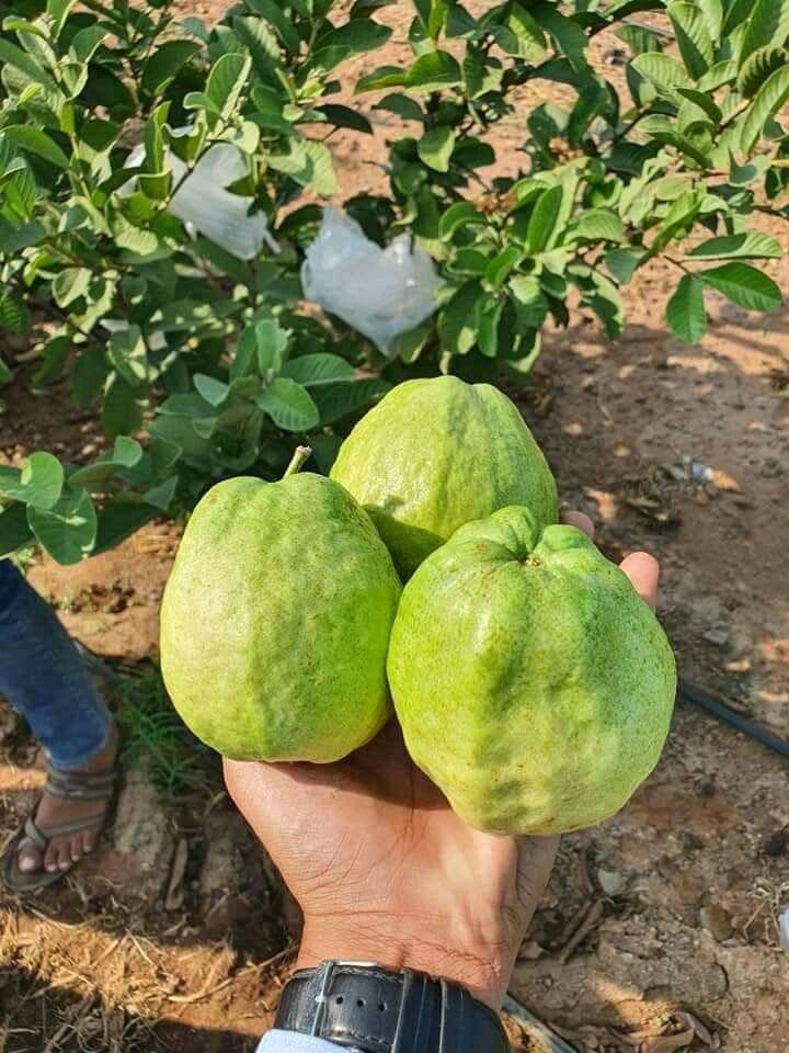 Hybrid Vnr Guava Fruit Plant (Pack Of-1 )