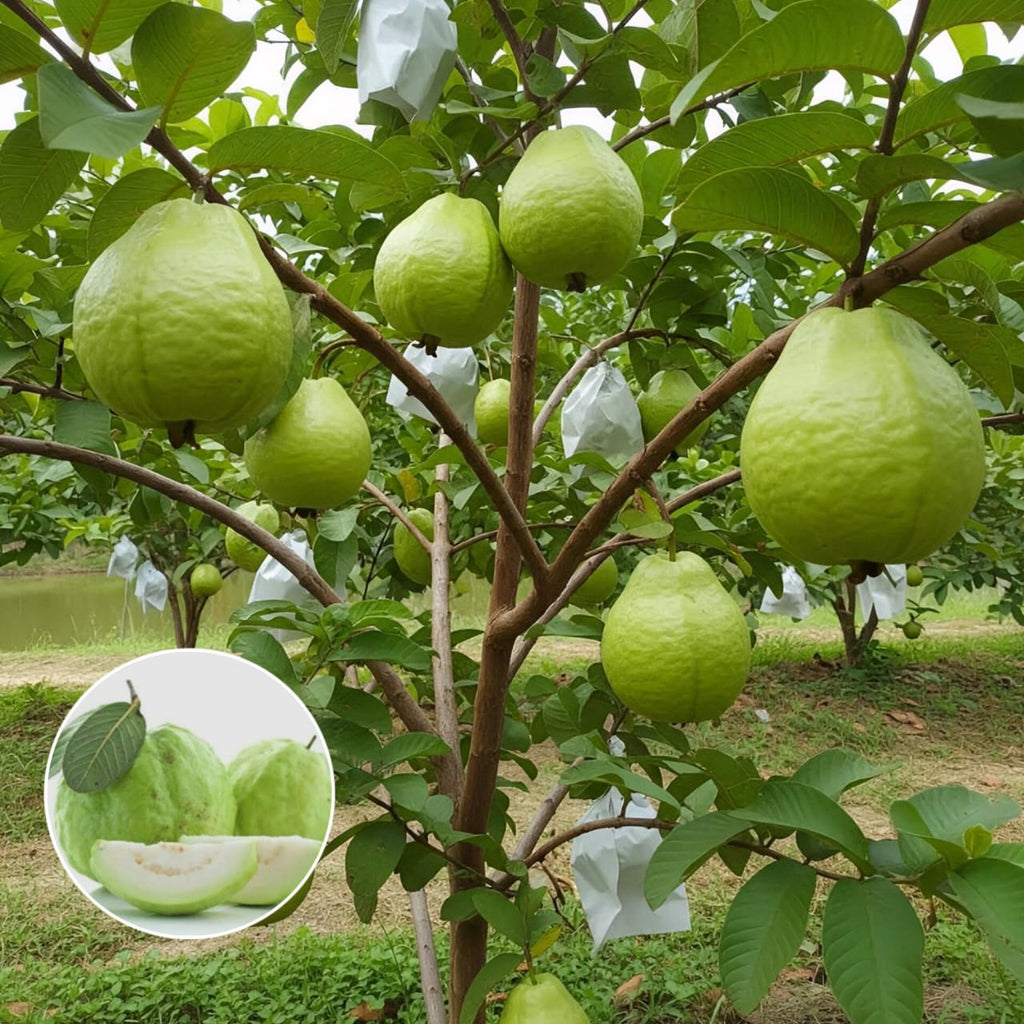 Hybrid Vnr Guava Fruit Plant (Pack Of-1 )