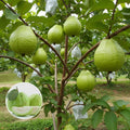 Hybrid Vnr Guava Fruit Plant (Pack Of-1 )
