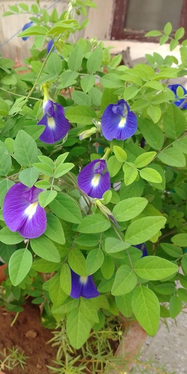 Hybrid Aparajita Seedling Plant (Pack Of 1)