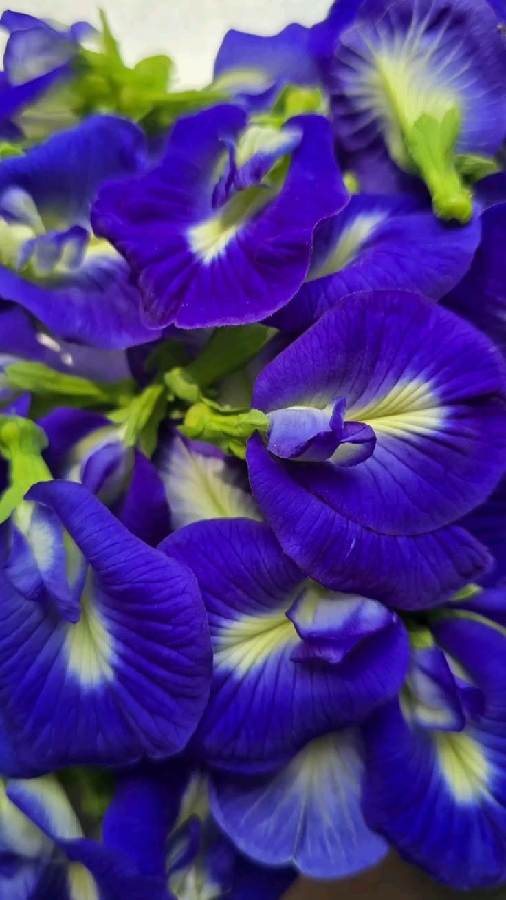 Hybrid Aparajita Seedling Plant (Pack Of 1)