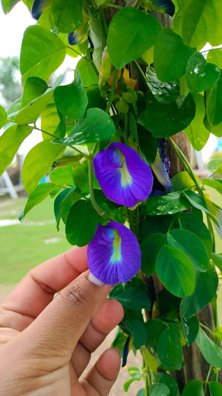 Hybrid Aparajita Seedling Plant (Pack Of 1)