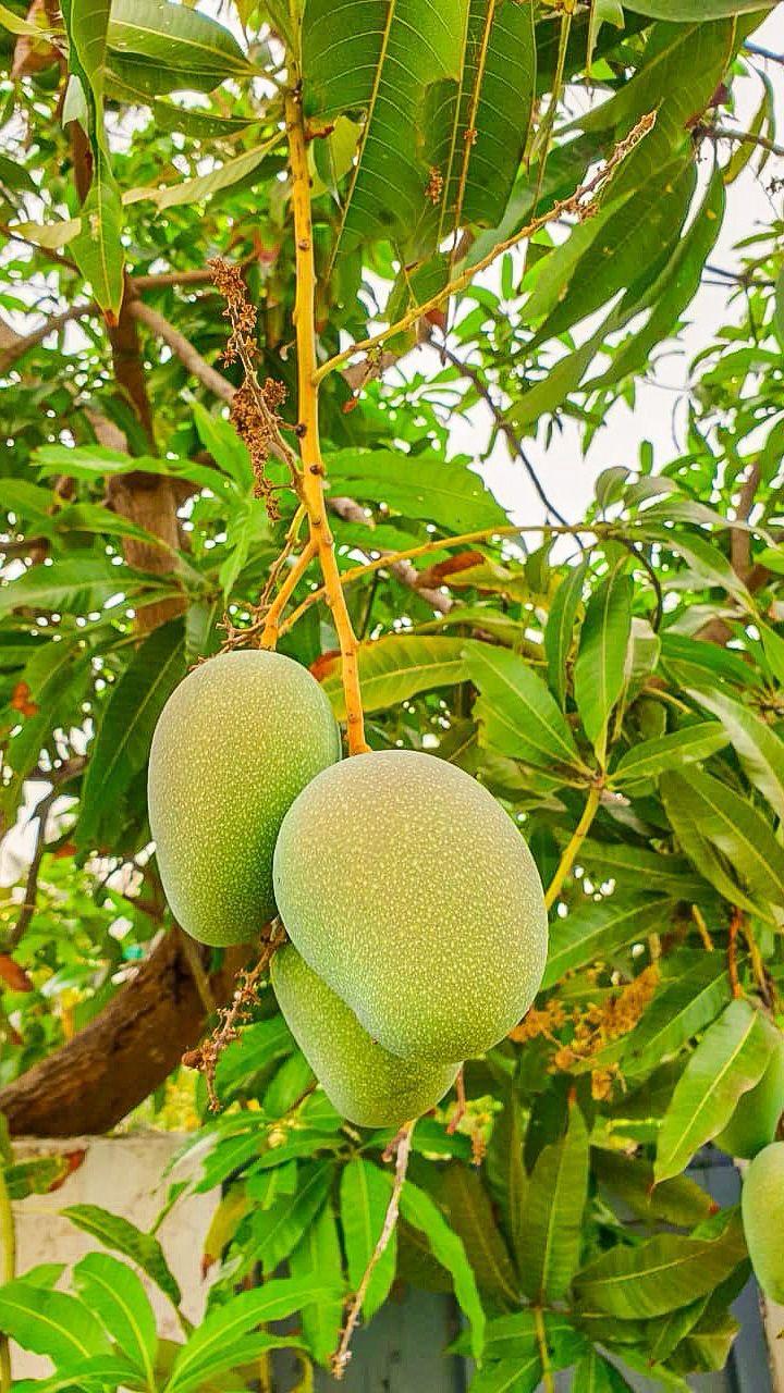 Hybrid Hapus Mango Grafting Plant (Pack Of-1)
