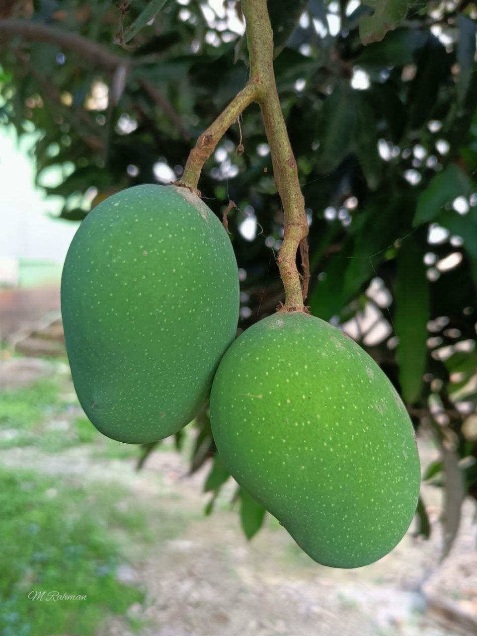 Hybrid Hapus Mango Grafting Plant (Pack Of-1)