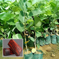 Red Sandalwood (Lal Chandan) - Avenue Plant ( 1. 5 - 3 Ft.)