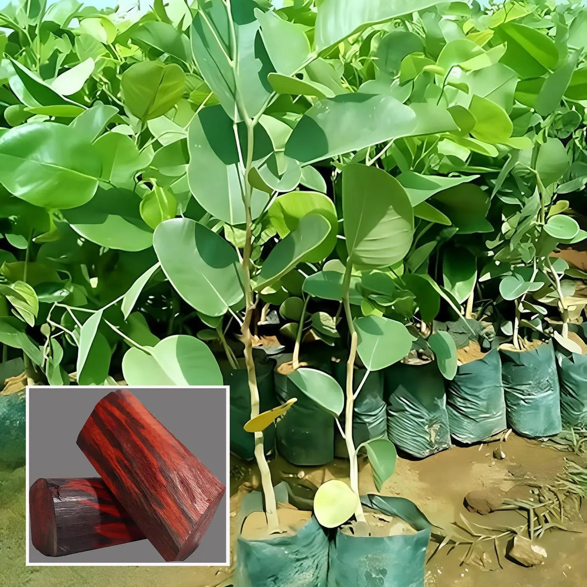 Red Sandalwood (Lal Chandan) - Avenue Plant ( 1. 5 - 3 Ft.)
