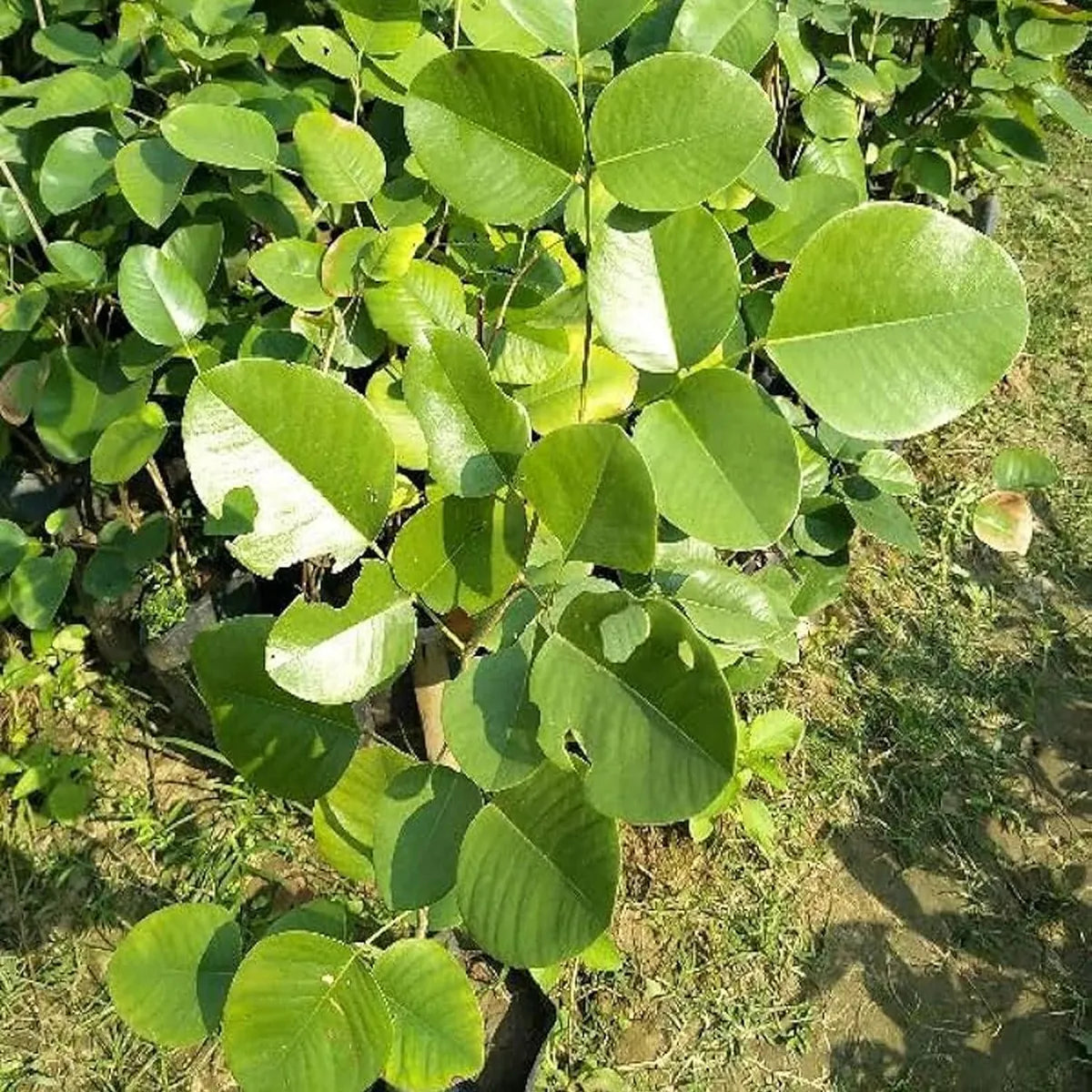 Red Sandalwood (Lal Chandan) - Avenue Plant ( 1. 5 - 3 Ft.)