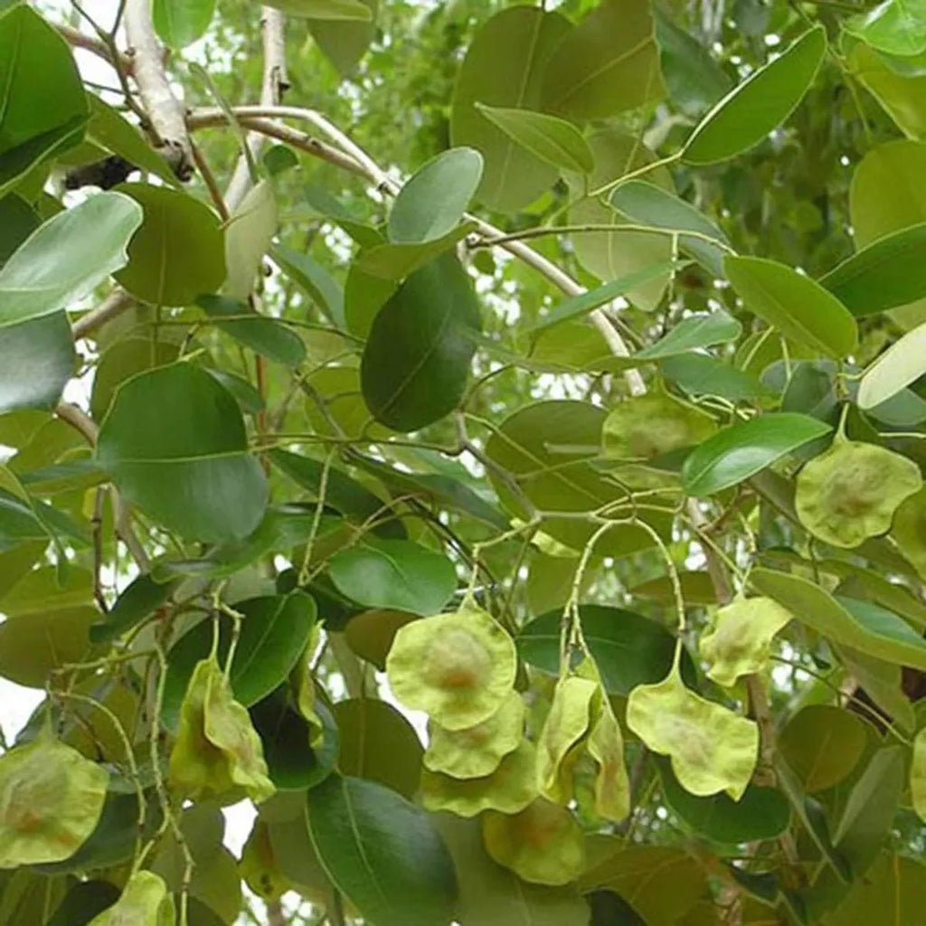 Red Sandalwood (Lal Chandan) - Avenue Plant ( 1. 5 - 3 Ft.)