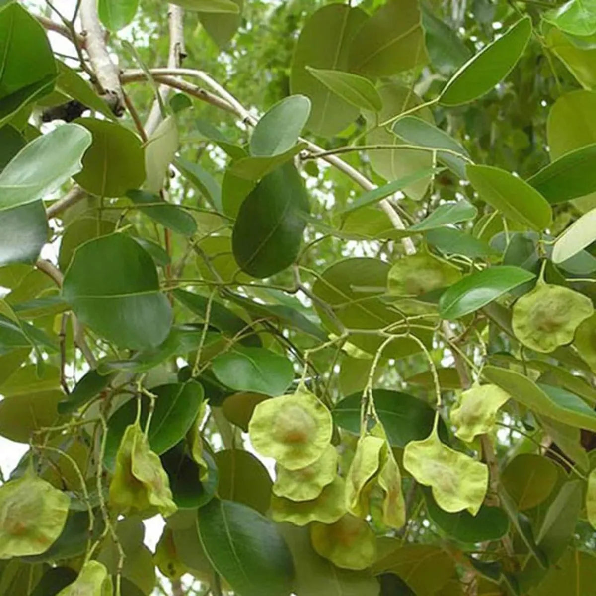 Red Sandalwood (Lal Chandan) - Avenue Plant ( 1. 5 - 3 Ft.)