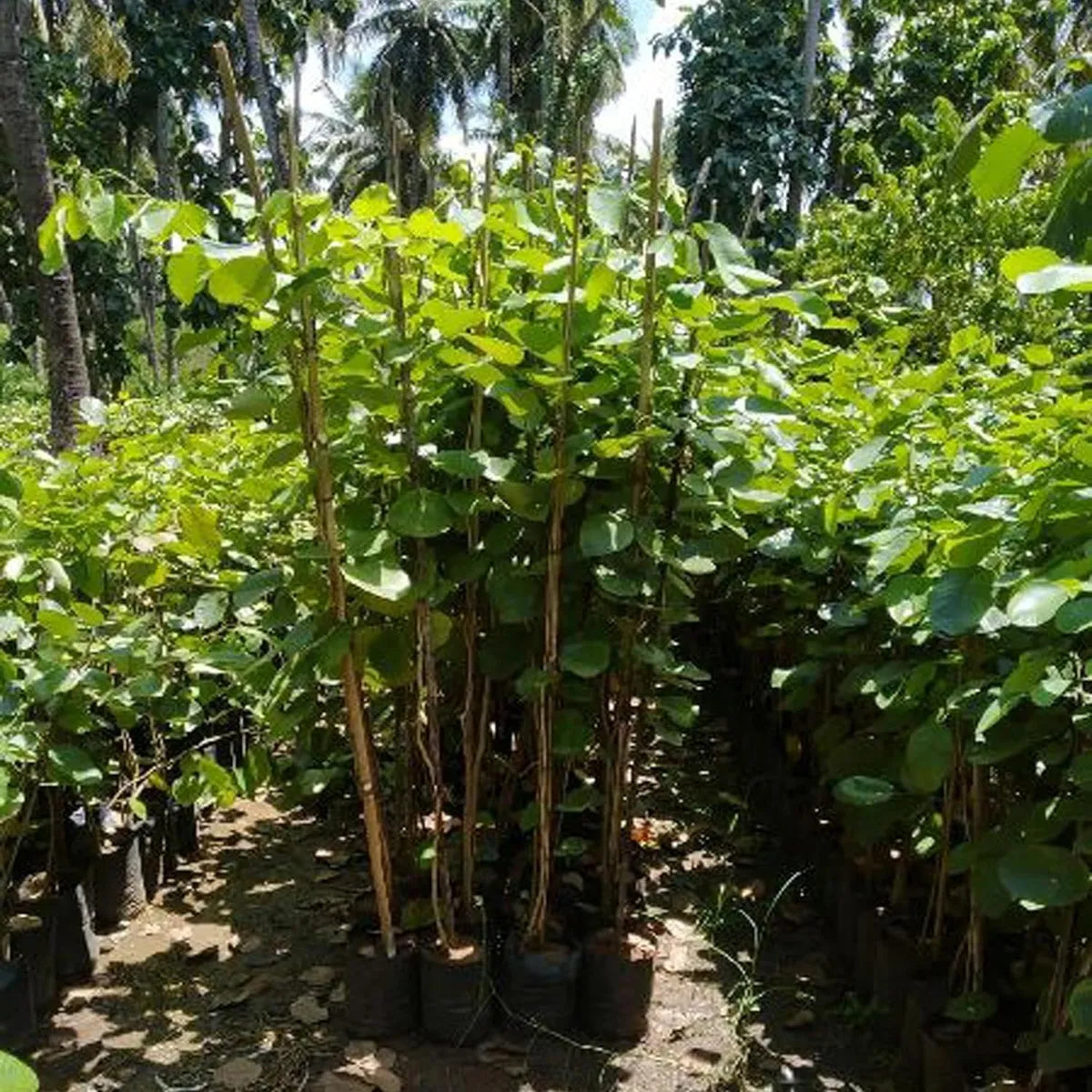 Red Sandalwood (Lal Chandan) - Avenue Plant ( 1. 5 - 3 Ft.)