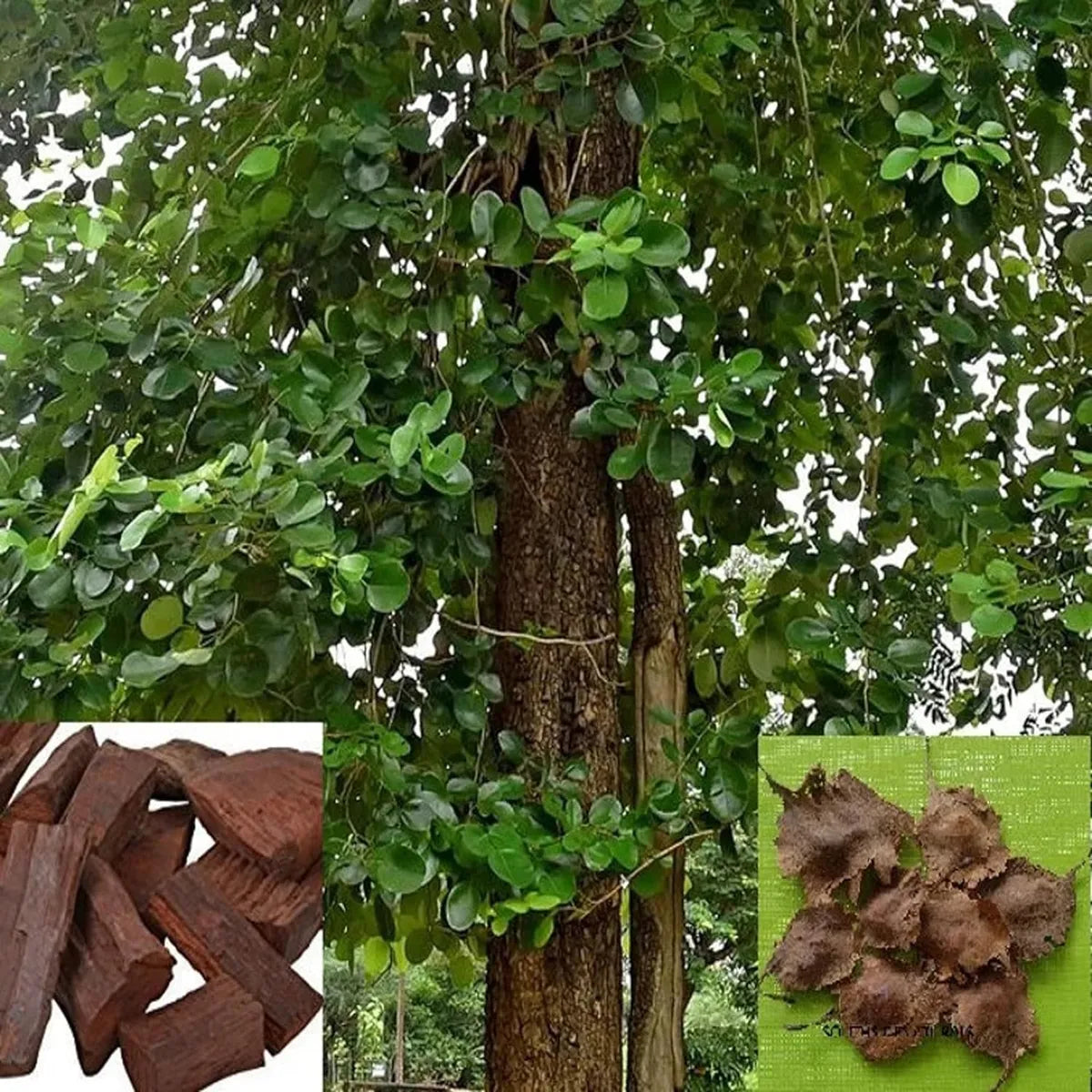Red Sandalwood (Lal Chandan) - Avenue Plant ( 1. 5 - 3 Ft.)
