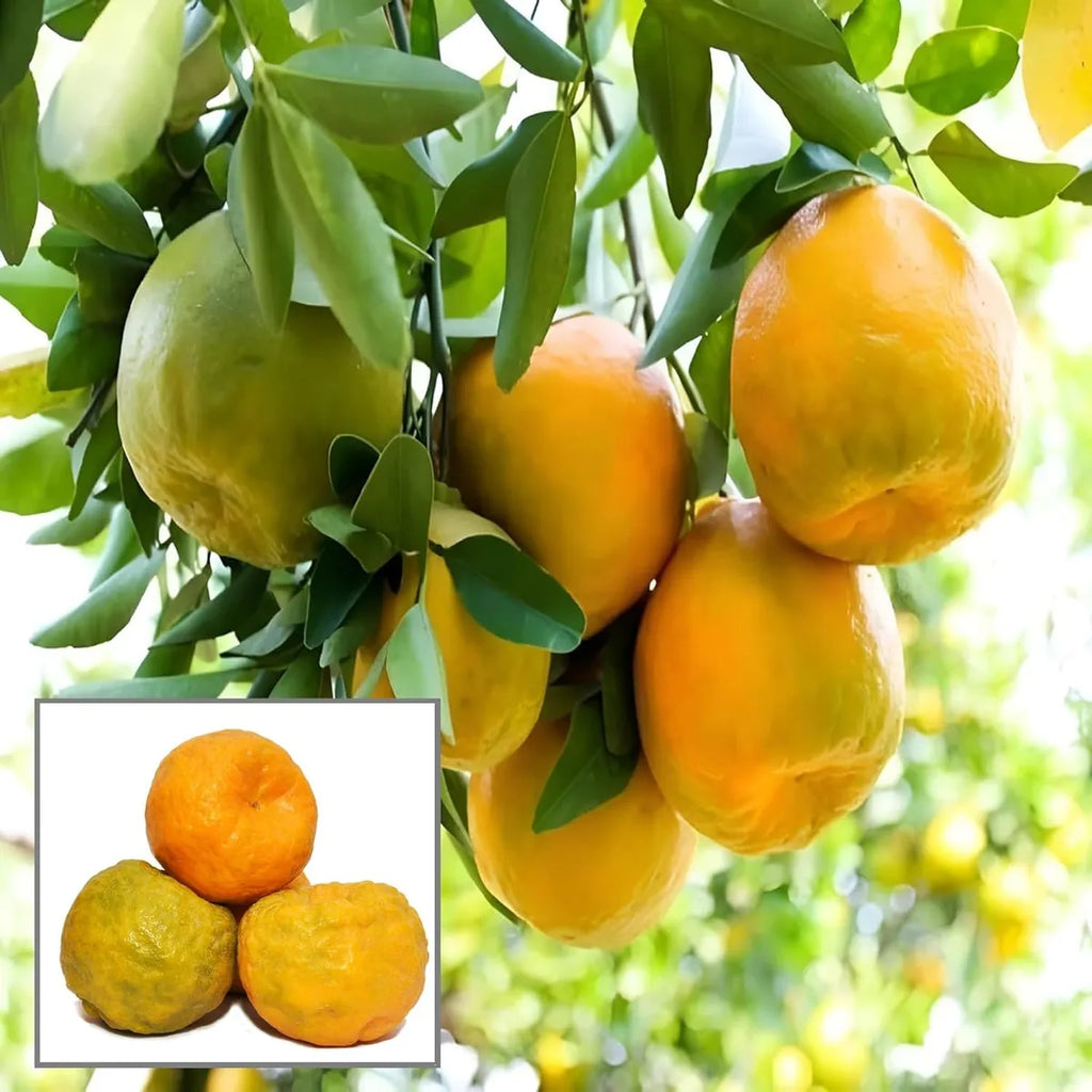 Gemini said Nagpur Mandarin Orange (Santra) - All-Time Grafted Plant (1.5-3 Ft.)
