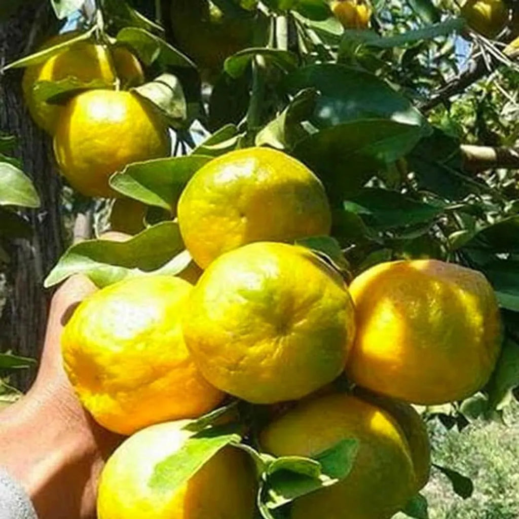 Gemini said Nagpur Mandarin Orange (Santra) - All-Time Grafted Plant (1.5-3 Ft.)