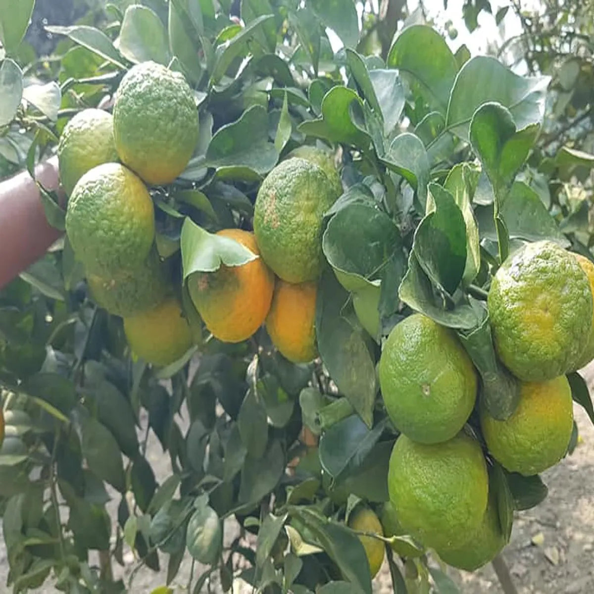 Gemini said Nagpur Mandarin Orange (Santra) - All-Time Grafted Plant (1.5-3 Ft.)
