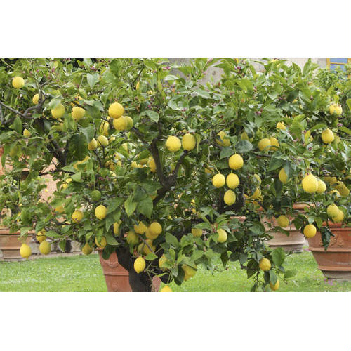 Seedless_Lemon_Hybrid_Airlading_Plant  (Pack Of 1)