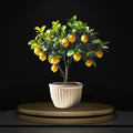 Seedless_Lemon_Hybrid_Airlading_Plant  (Pack Of 1)