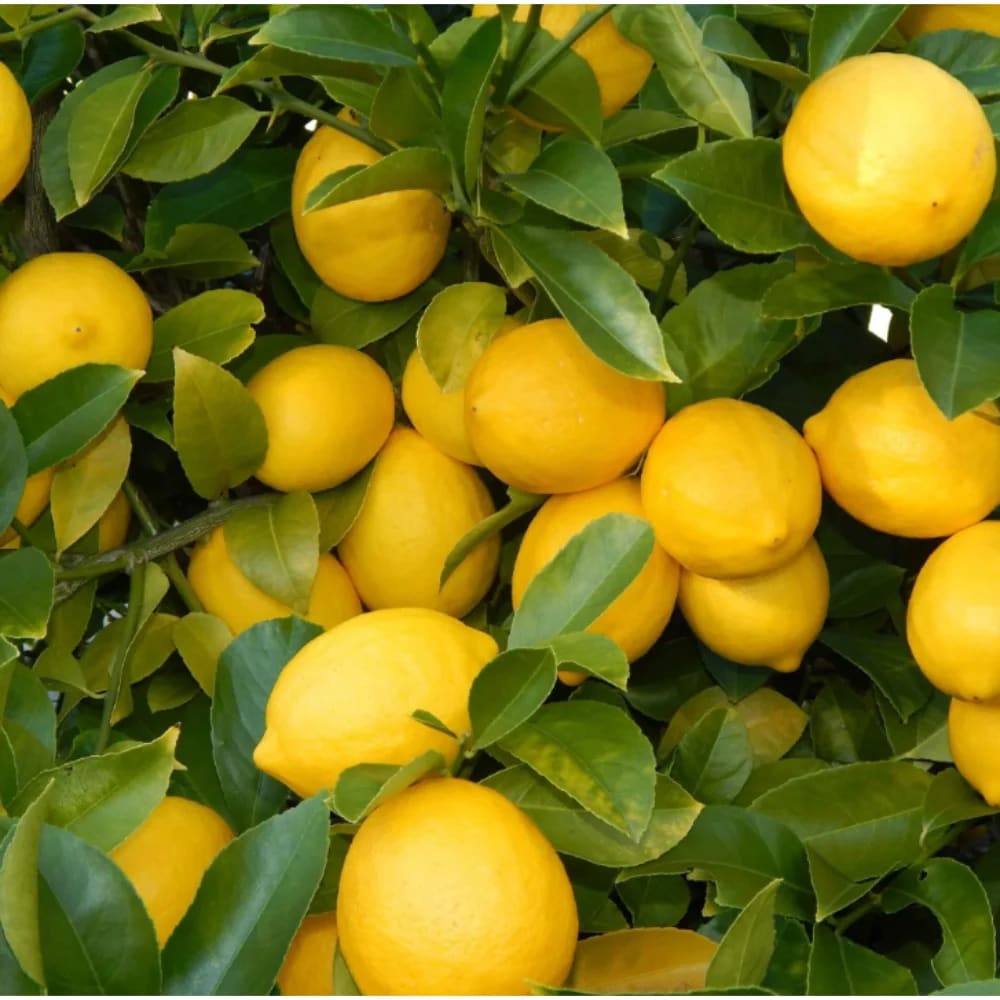 Seedless_Lemon_Hybrid_Airlading_Plant  (Pack Of 1)